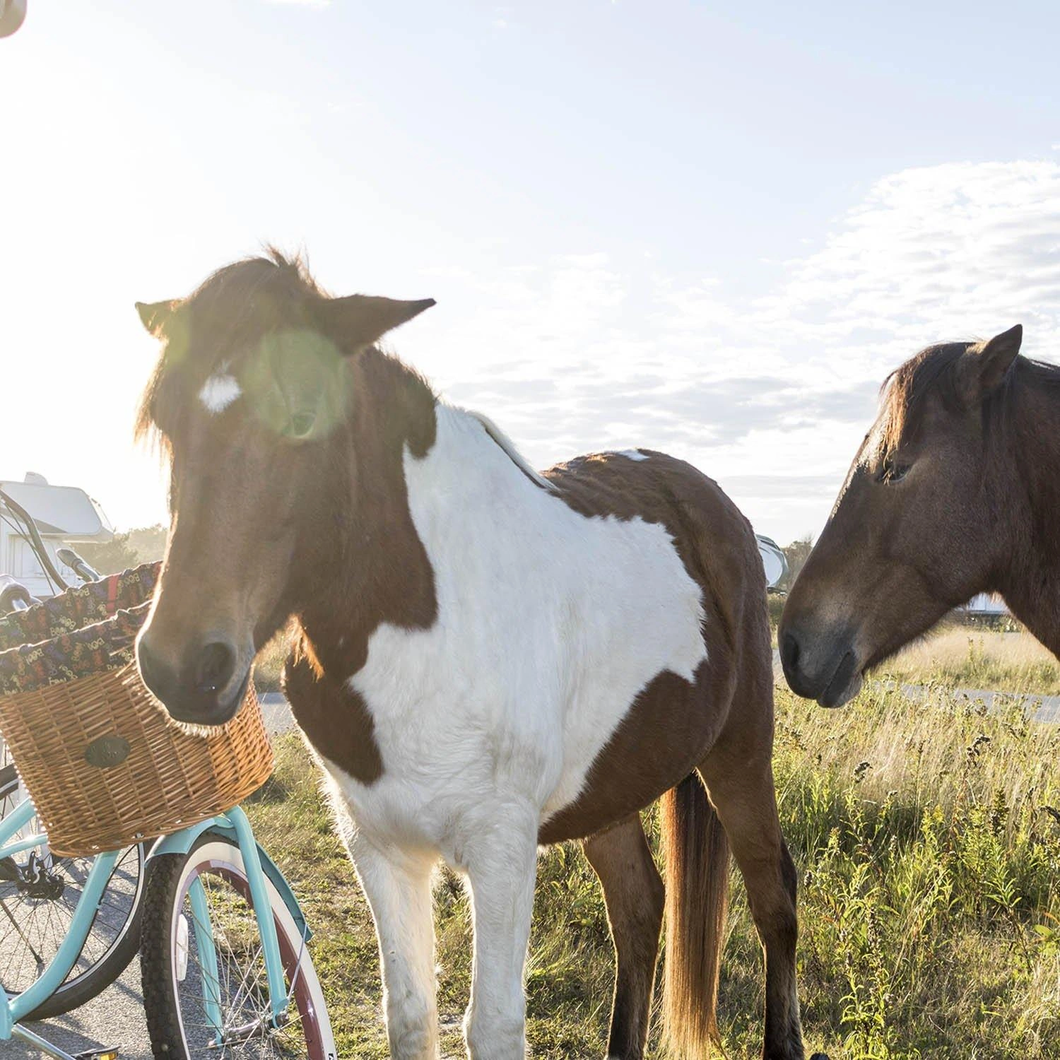 Ciseán Rothar Assateague: Éasca le Feistiú, Turas Ailleagánach, Buaic Shona!